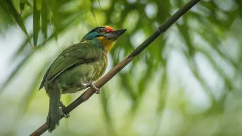 Chester Zoo black-browed barbet