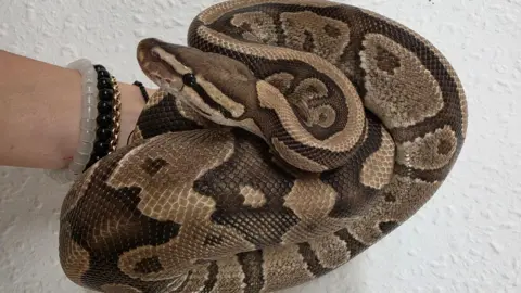 A royal python snake is curled resting on a person's arm. The snake has beautifully intricate scales which are shaded beige and dark brown  