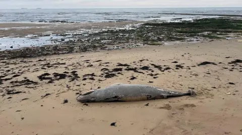 The grey whale lying on the sand with the sea in the background.