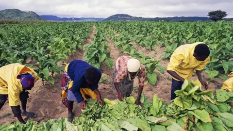 Getty Images Tobacco pickers