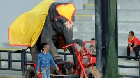 World Animal Protection Elephant on a bike