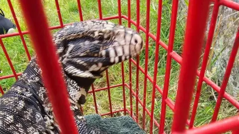 GSPCA The big lizard