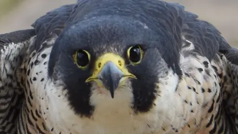 Barry Trevis A close-up of Boudica's face with her big black eyes and pointed beak. She has distinctive black and white markings.