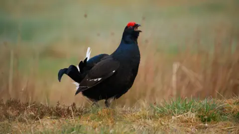 Affric Highlands/PA Wire Black grouse