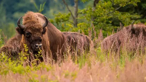 Daniel Mirlea / Rewilding Europe A male European bison with its herd