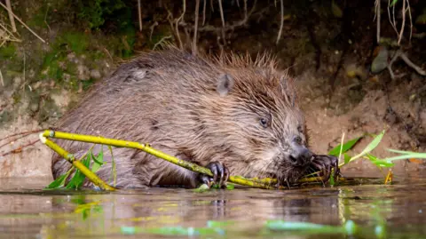 A beaver on a river bank, holding a wooden shoot in its mouth.