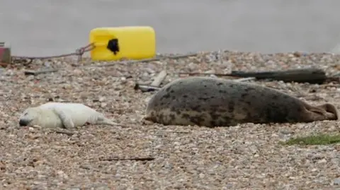 Stuart Howells/BBC A seal pup and an adult lie on a shingle beach, sleeping. The sea is in the distance as well as a yellow jerry can with a rope attached to it