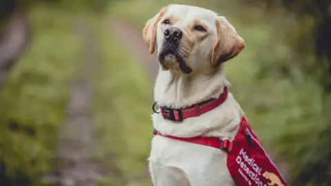 Medical Detection Dogs Ivan