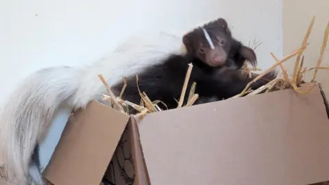 A young skunk is in a box with straw. It's about to jump out of the box.