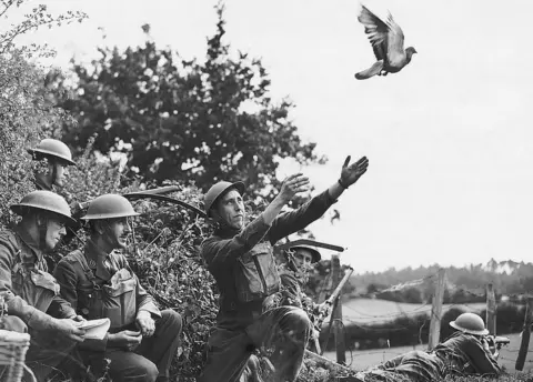 Getty Images An English Army detachment releasing a messenger pigeon during World War II. Ca. 1940s