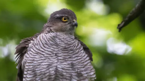 Goshawk