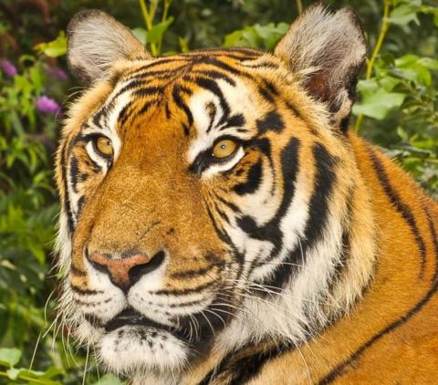 Shepreth Wildlife Park tiger Rana put to sleep aged 18 - BBC News