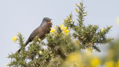 South Downs Centre A Dartford warbler