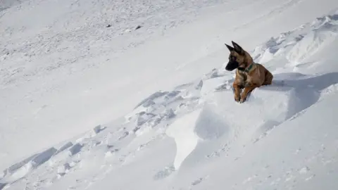 SAIS Southern Cairngorms SAIS forecaster dog