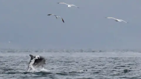 WDC/Charlie Phillips Spirtle