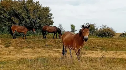 A group of brown ponies in a field. One of the ponies is looking at the camera.