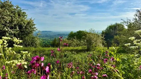 Weather Watcher/Feral Days A beautiful scene of a countryside landscape with wild purple flowers in the foreground and greenery stretching far back into the distance with a small hill on the horizon and a blue sky with wispy clouds.