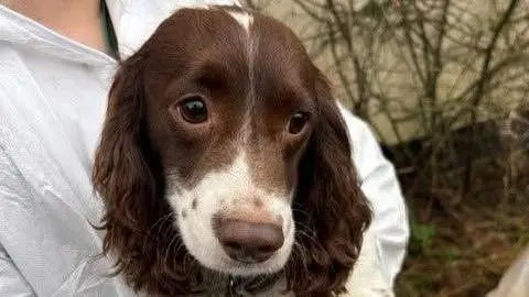 A close up of the face of a dog being carried by someone in white overalls. 