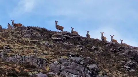 Nigel Sharma Seven deer are high up on a ridge looking down at the person taking the photograph.