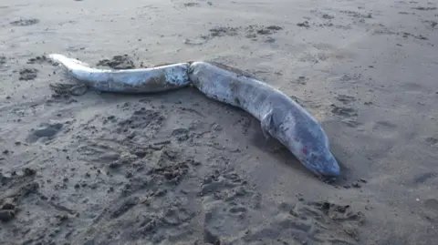 A large conger eel on the sand. It is grey and light blue. At the centre there is a tight knot around it.