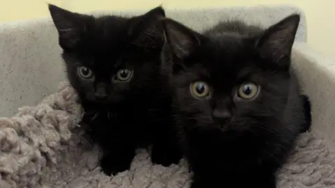 Two black kittens are on a grey furry rug, in a plastic box, and staring ahead.