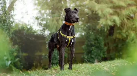 Dogs Trust A large black dog in a yellow Dogs trust harness and orange collar stands in a field