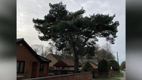 LDRS A tall Scots pine tree outside the front of a house.