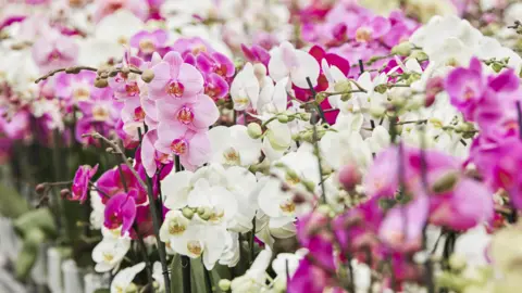 Floriculture White and pink orchid plants
