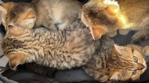 Four kittens snuggled together. The face of one cat is looking towards the camera. The kittens are a light brown colour with black markings. 
