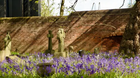 A vast array of bluebells in a cemetery with headstones dotted around and a brick wall