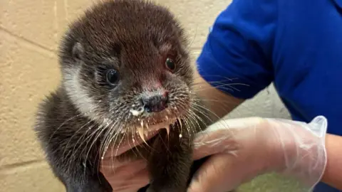Iris the otter is being held by a carer.  Iris has dark brown and white fur. Her whiskers are covered in milk.  There is a white coloured wall behind her.