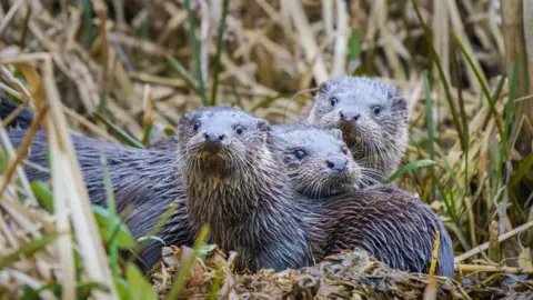 Getty Images Three otters, who are brown-coloured and very wet, are all together in some wetland surrounded by long grass.