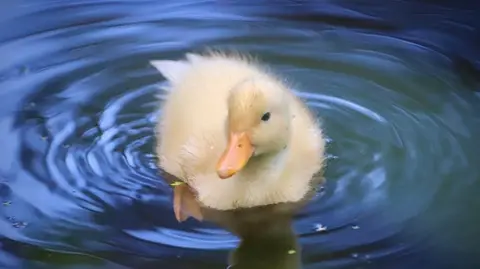  A fluffy yellow duckling swims in dark blue water, creating ripples around its body. The duckling's reflection is visible beneath it on the calm surface.