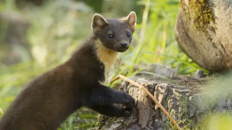 Image shows a pine marten leaning on a tree stump. The animal is chestnut-brown in colour and has a characteristic pale yellow 'bib'.