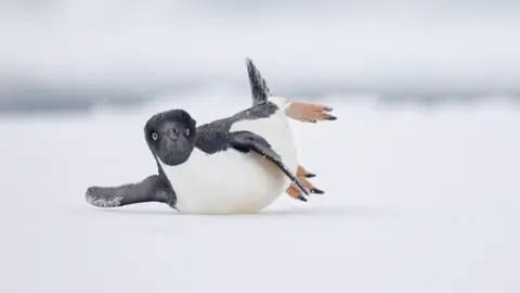 BPOTY Competition A small penguin on its front sliding on the ice.