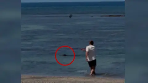 A man is throwing a rock at a Hawaii seal monk.
