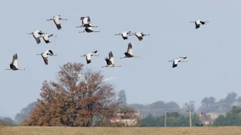 Richard Nicoll Fourteen cranes in flight over the Welney countryside.