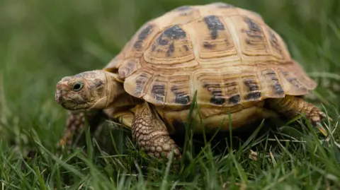 Getty Images a hard shell tortoise walking in grass