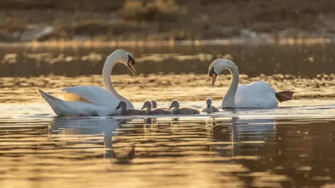 Hang Ross Two swans are swimming on a lake at sunrise. The light is reflecting in the water. Between the swans you can see a group of baby cygnets.