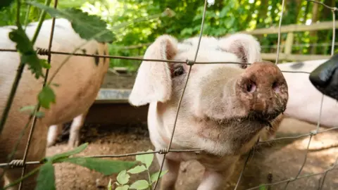 Stroud Brewery Pigs in Thrupp 