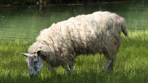 A generic image of a white sheep grazing on a river bank.