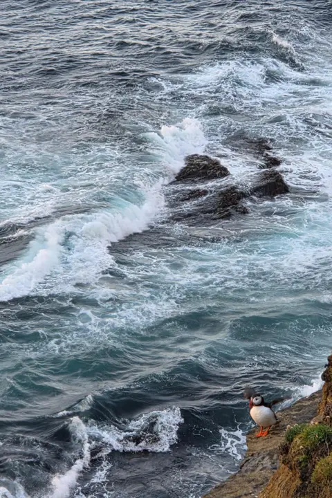 Ewan Halcro A lone puffin stands on a rocky ledge above the sea as waves break over rocks below, creating white foam across the water.