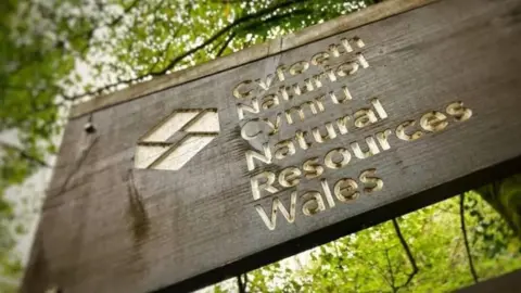 A wooden Natural Resources Wales sign in a wood or forest, surrounded by trees.