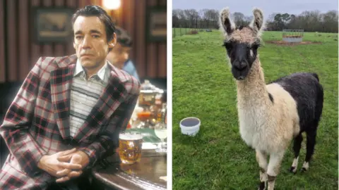 BBC/University of Reading Composite image. On the left is Roger Lloyd Pack as Trigger in Only Fools and Horses, where he is leaning against a bar. On the right is a black and white llama.