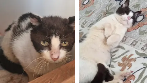 In the first of two images, Roger is seen after his rescue looking a little bedraggled and unwell. In the second image his is lying on his back, paws curled over, possibly asleep, after some affection.