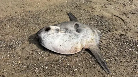 An ocean sunfish lays flat on a sandy beach.