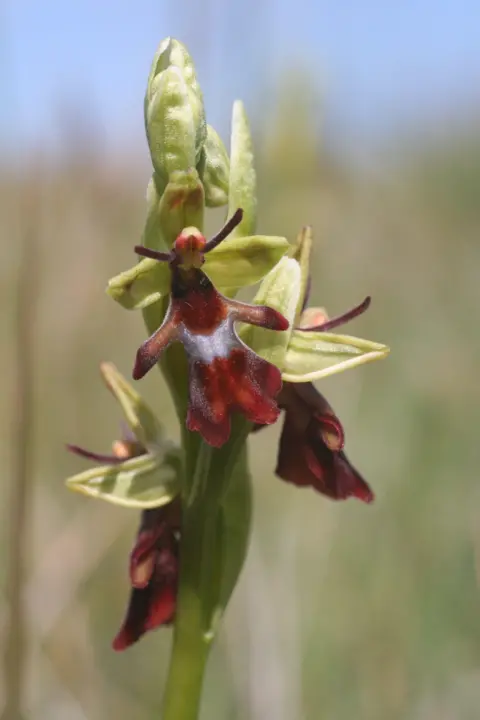 Peter Jones A detailed macro photograph of a fly orchid flower. The flower has pale green petals and sepals surrounding a dark reddish-brown, velvety centre marked with a small blue-white patch. The shape resembles a tiny insect perched on the stem, an adaptation that helps attract pollinators. Several flower buds and additional blooms are visible along the green stem, while the background is softly blurred in muted shades of beige and green, drawing attention to the intricate structure of the flower.