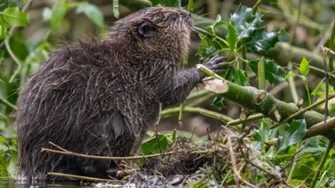 NATIONAL TRUST Beaver kit foraging at Holnicote Estate