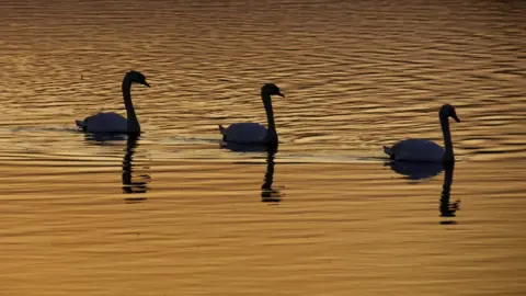Steve Huggett Steve Huggett took this photo of three swans swimming at sunset at Dryslwyn in Carmarthenshire