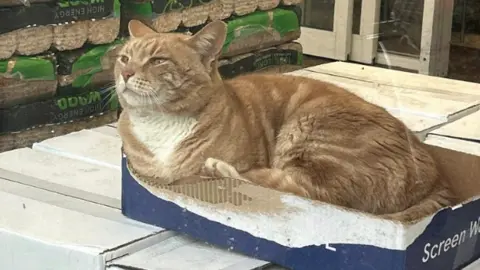 Pippa Redmond Ginger tabby cat Leo is curled up in a cardboard box in the foyer of Tesco in Warfield, Bracknell store.